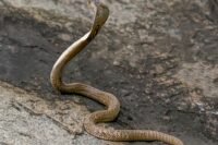 Cobra venimeux en cavale près de Toulouse depuis mardi