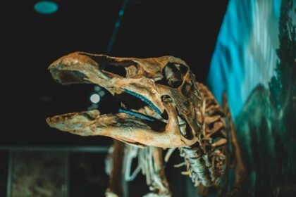 Disparition des dinosaures : pourquoi ont-ils disparu ?