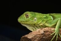 Neuf serpents et un iguane morts dans un bois du Finistère