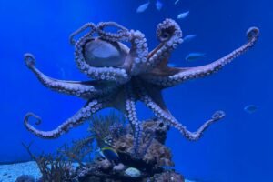 Cette pieuvre imite 15 animaux pour tromper ses prédateurs