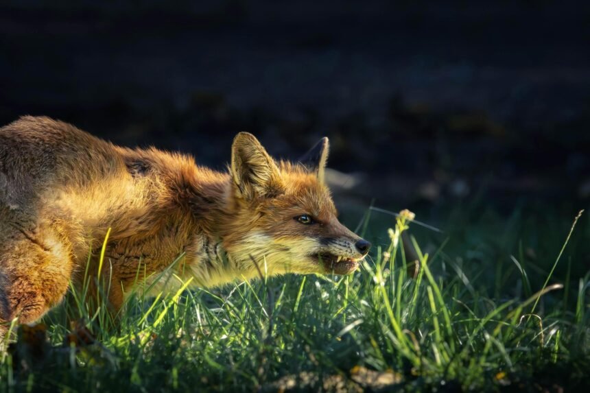 Dordogne : un renard vole 19 boules de pétanque dans un jardin Dordogne : un renard vole 19 boules de pétanque dans un jardin