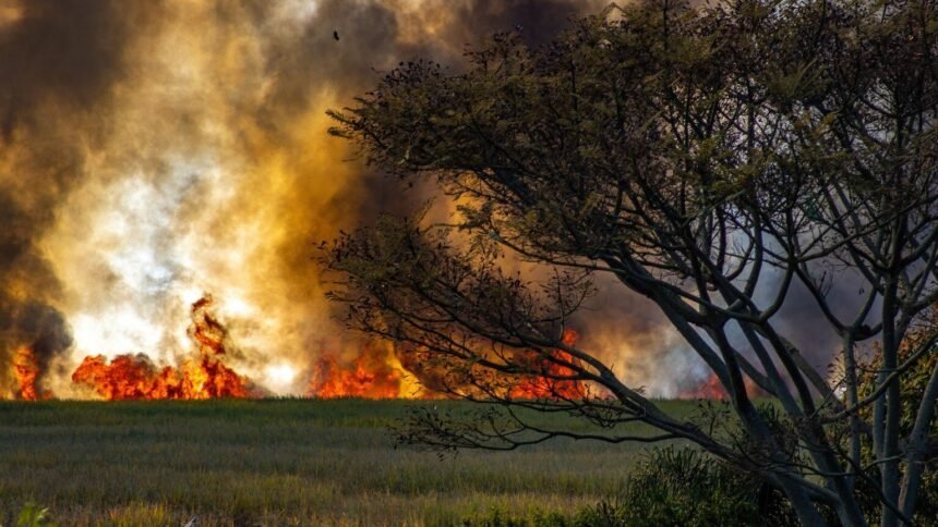 Canicule : environ 1 000 décès supplémentaires en france depuis le 24 juin Canicule : environ 1 000 décès supplémentaires en France depuis le 24 juin