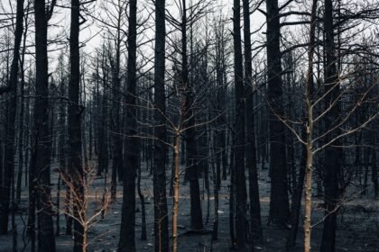 Incendies en provence : plusieurs départs de feu en pleine canicule actualité en direct