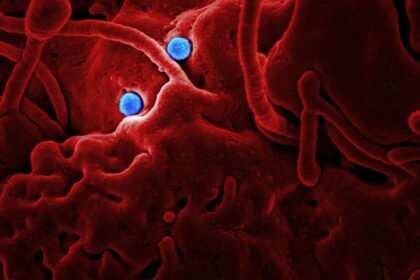 Premier cas d’Ebola confirmé en France : un médecin de retour du Congo placé en isolement