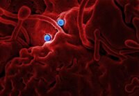 Premier cas d’ebola confirmé en france : un médecin de retour du congo placé en isolement ligue, 1, le psg, décroche, son 13e