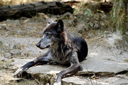 Lot : des lodges pour dormir dans l&rsquo;enclos des loups ouvrent au parc de Gramat