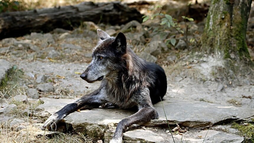 Lot : des lodges pour dormir dans l'enclos des loups ouvrent au parc de gramat Lot : des lodges pour dormir dans l’enclos des loups ouvrent au parc de Gramat