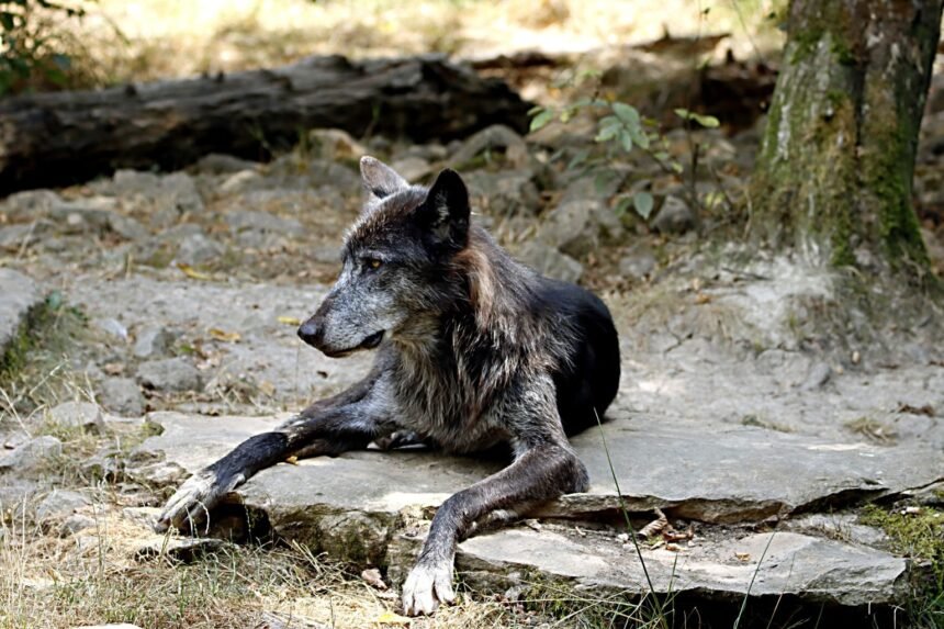Lot : des lodges pour dormir dans l'enclos des loups ouvrent au parc de Gramat