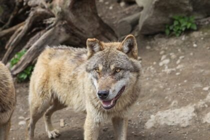 Insolite : des lodges ouvrent dans l&rsquo;enclos des loups du parc de Gramat dans le Lot