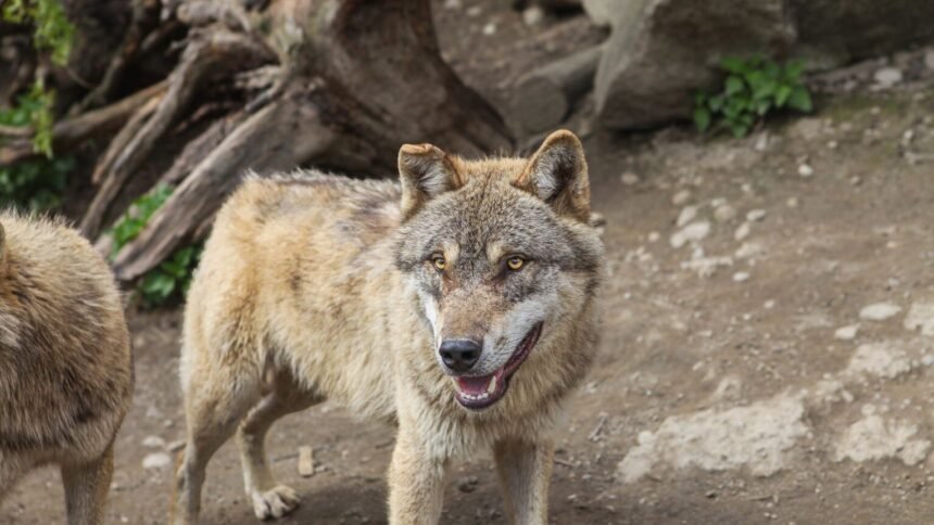 Insolite : des lodges ouvrent dans l'enclos des loups du parc de gramat dans le lot Insolite : des lodges ouvrent dans l’enclos des loups du parc de Gramat dans le Lot