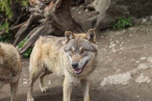 Loups parc Gramat Lot