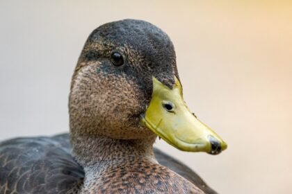 Merlín, le canard devenu la mascotte surprise du mondial 2026 Merlín, le canard devenu la mascotte surprise du Mondial 2026