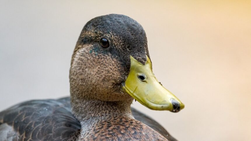 Merlín, le canard devenu la mascotte surprise du mondial 2026 Merlín, le canard devenu la mascotte surprise du Mondial 2026
