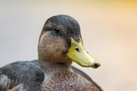 Merlín, le canard devenu la mascotte surprise du mondial 2026 Merlín, le canard devenu la mascotte surprise du Mondial 2026