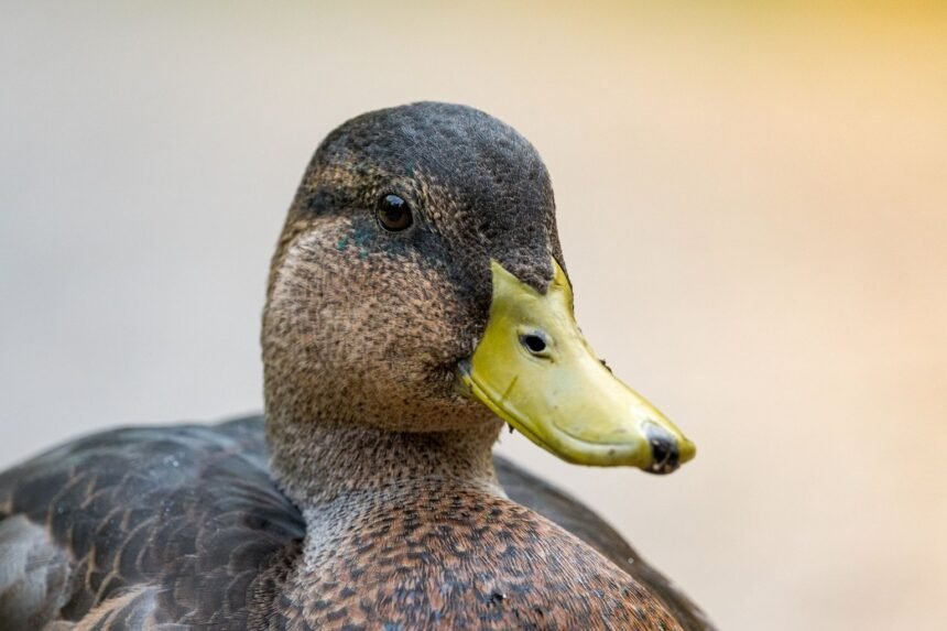 Merlín, le canard devenu la mascotte surprise du mondial 2026 Merlín, le canard devenu la mascotte surprise du Mondial 2026