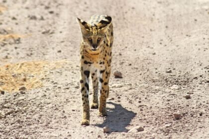 Quatre servals quittent la Loire pour la savane africaine
