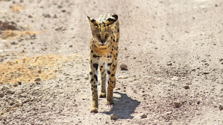 Quatre servals quittent la Loire pour la savane africaine