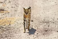 Quatre servals quittent la Loire pour la savane africaine