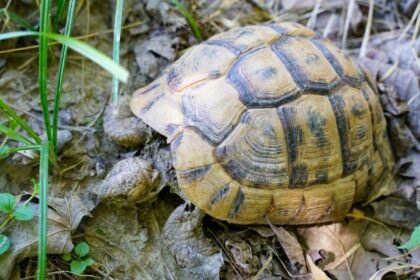 Bavans : francky la tortue en cavale depuis 4 jours Bavans : Francky la tortue en cavale depuis 4 jours