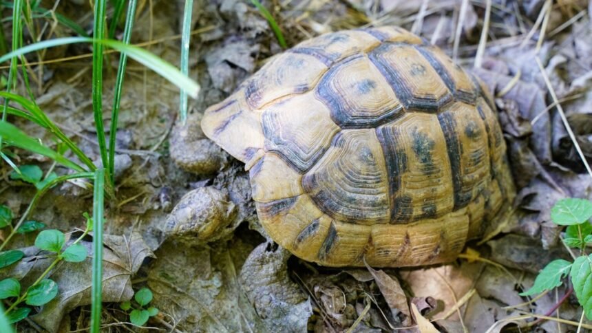Bavans : Francky la tortue en cavale depuis 4 jours