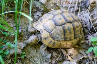 Bavans : Francky la tortue en cavale depuis 4 jours