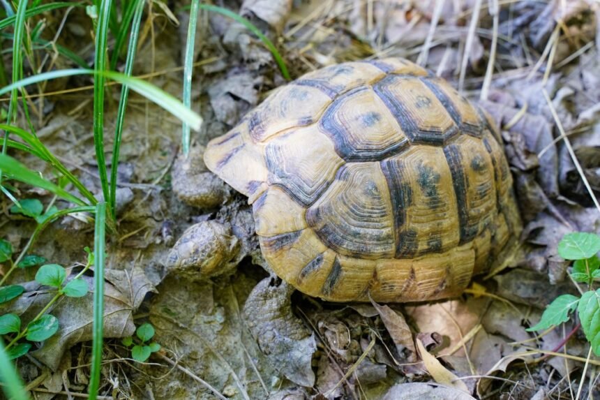 Bavans : Francky la tortue en cavale depuis 4 jours