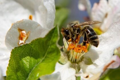 Néonicotinoïdes : du Nutella au miel, une ONG alerte sur des insecticides dans des produits du quotidien