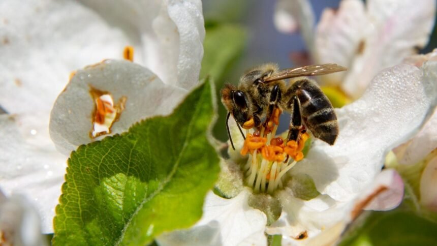 Néonicotinoïdes : du nutella au miel, une ong alerte sur des insecticides dans des produits du quotidien Néonicotinoïdes : du Nutella au miel, une ONG alerte sur des insecticides dans des produits du quotidien