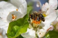 Néonicotinoïdes : du nutella au miel, une ong alerte sur des insecticides dans des produits du quotidien football, mort, modeste, mrsquobami, ancien