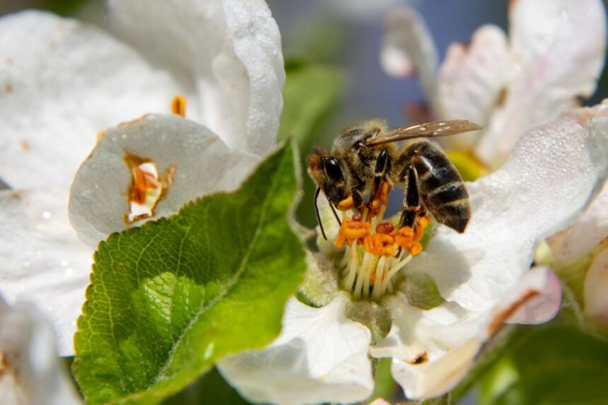 Néonicotinoïdes : du nutella au miel, une ong alerte sur des insecticides dans des produits du quotidien néonicotinoïdes Nutella miel
