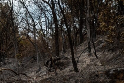 Incendies de Fontainebleau : un septième suspect interpellé, 2 050 hectares brûlés