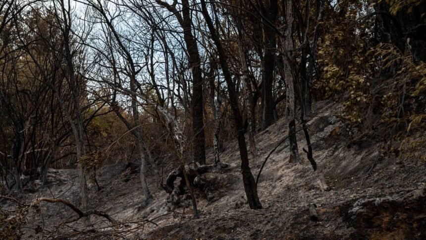 Incendies de fontainebleau : un septième suspect interpellé, 2 050 hectares brûlés Incendies de Fontainebleau : un septième suspect interpellé, 2 050 hectares brûlés