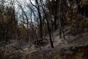 Incendies de fontainebleau : un septième suspect interpellé, 2 050 hectares brûlés quotidien, tribune, lancera, nouvelle, formule