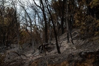 Incendies de fontainebleau : un septième suspect interpellé, 2 050 hectares brûlés tempete Bavi Chine