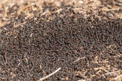 Invasion de fourmis exotiques : des villages français pris d'assaut cet été Invasion de fourmis exotiques : des villages français pris d’assaut cet été