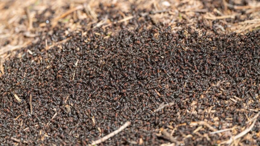 Invasion de fourmis exotiques : des villages français pris d'assaut cet été Invasion de fourmis exotiques : des villages français pris d’assaut cet été