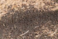 Invasion de fourmis exotiques : des villages français pris d'assaut cet été Fourmis exotiques invasives en France