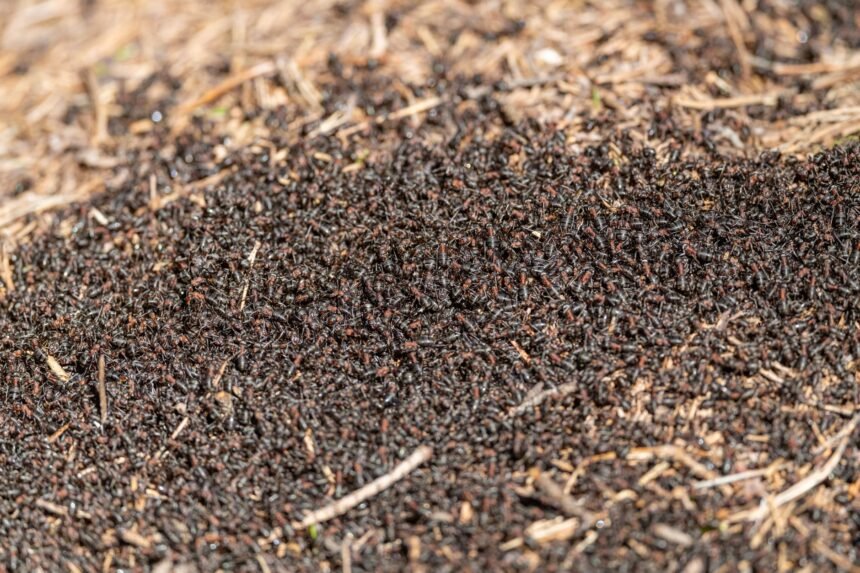 Invasion de fourmis exotiques : des villages français pris d'assaut cet été Fourmis exotiques invasives en France