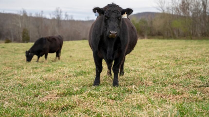 Viande bovine : des éleveurs bloquent une quinzaine d'abattoirs bigard partout en france Viande bovine : des éleveurs bloquent une quinzaine d’abattoirs Bigard partout en France
