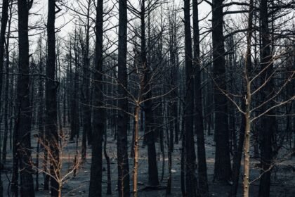 Gard : l&rsquo;incendie de Milhaud toujours actif, six départements du Sud en vigilance rouge