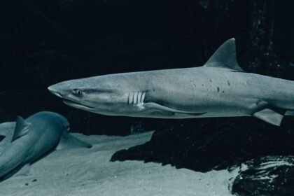 Une nouvelle espèce de « requin fantôme » découverte au large du costa rica Une nouvelle espèce de « requin fantôme » découverte au large du Costa Rica