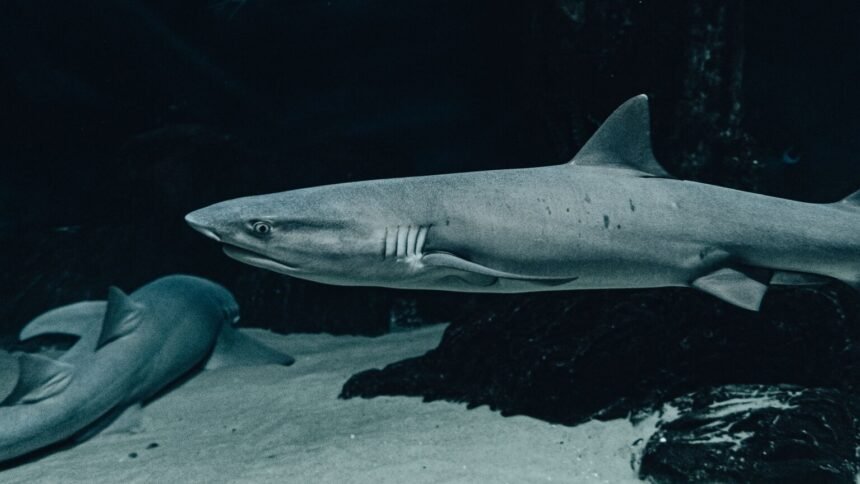 Une nouvelle espèce de « requin fantôme » découverte au large du costa rica Une nouvelle espèce de « requin fantôme » découverte au large du Costa Rica