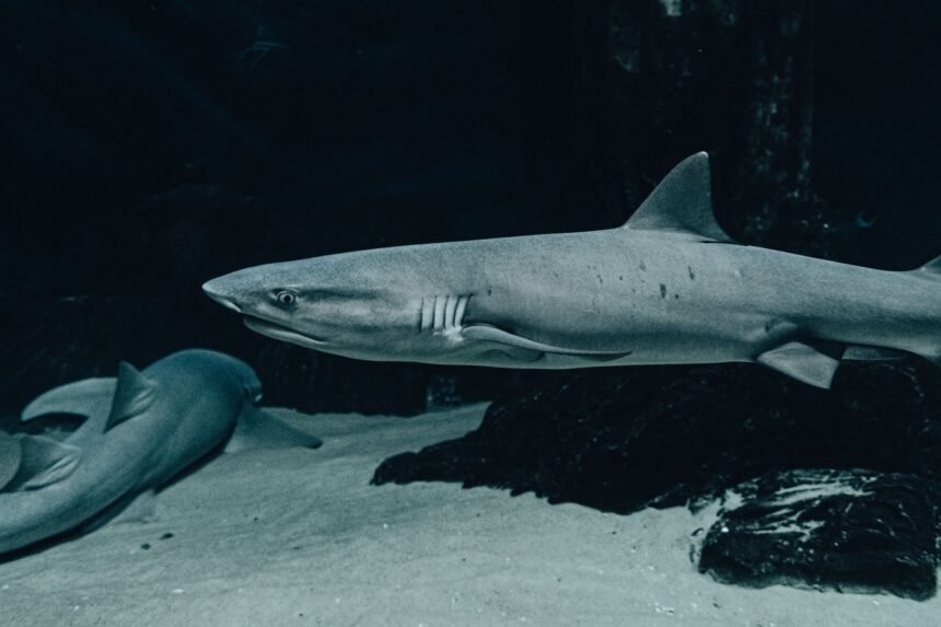 Une nouvelle espèce de « requin fantôme » découverte au large du costa rica requin fantôme Costa Rica