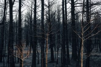Incendies dans les pyrénées-orientales : 10 000 personnes évacuées Lauren Bennett morte