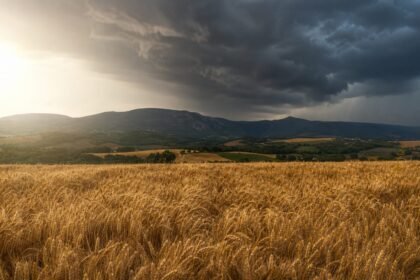 Champ de blé sous un soleil intense et des nuages orageux sur des collines françaises