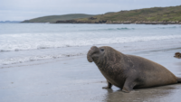 En tasmanie, neil l’éléphant de mer reprend le large après avoir semé la pagaille Éléphant de mer austral sur une plage de Tasmanie