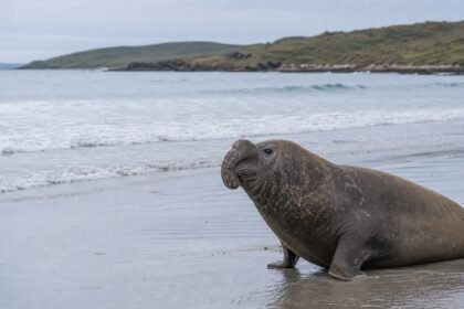 En tasmanie, neil l’éléphant de mer reprend le large après avoir semé la pagaille Éléphant de mer austral sur une plage de Tasmanie