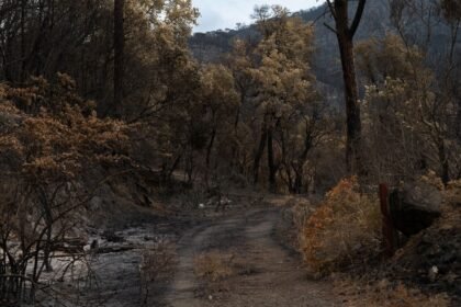 Incendie en Gironde : 110 000 évacués, le feu file vers Bordeaux