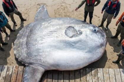 Aux Açores, un poisson-lune de 2 744 kg bat un record mondial vieux de 26 ans