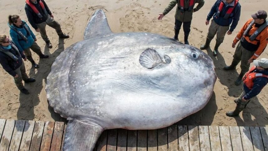 Aux Açores, un poisson-lune de 2 744 kg bat un record mondial vieux de 26 ans